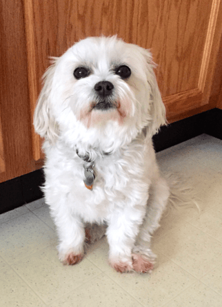 PetProfilePhotoExample_Sophie